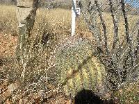 Ferocactus wislizeni image