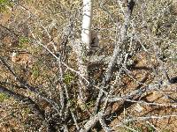 Cylindropuntia spinosior image