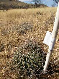 Ferocactus wislizeni image