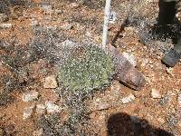 Ferocactus wislizeni image