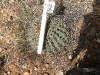 Ferocactus wislizeni image