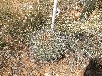 Ferocactus wislizeni image