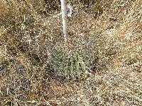 Ferocactus wislizeni image