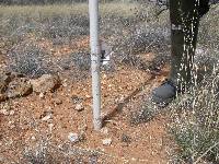 Ferocactus wislizeni image