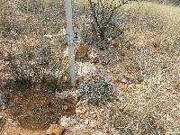 Ferocactus wislizeni image