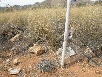 Ferocactus wislizeni image