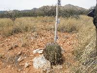 Ferocactus wislizeni image