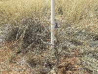 Cylindropuntia spinosior image