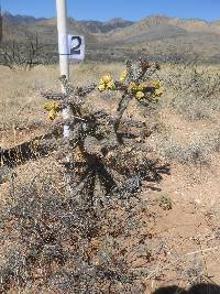 Cylindropuntia spinosior image