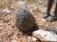 Ferocactus wislizeni image