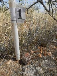 Echinocereus rigidissimus image