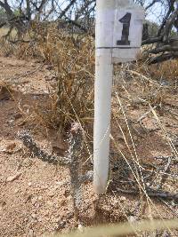 Cylindropuntia spinosior image