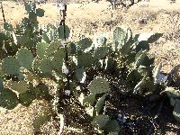 Opuntia engelmannii image