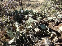 Opuntia engelmannii image