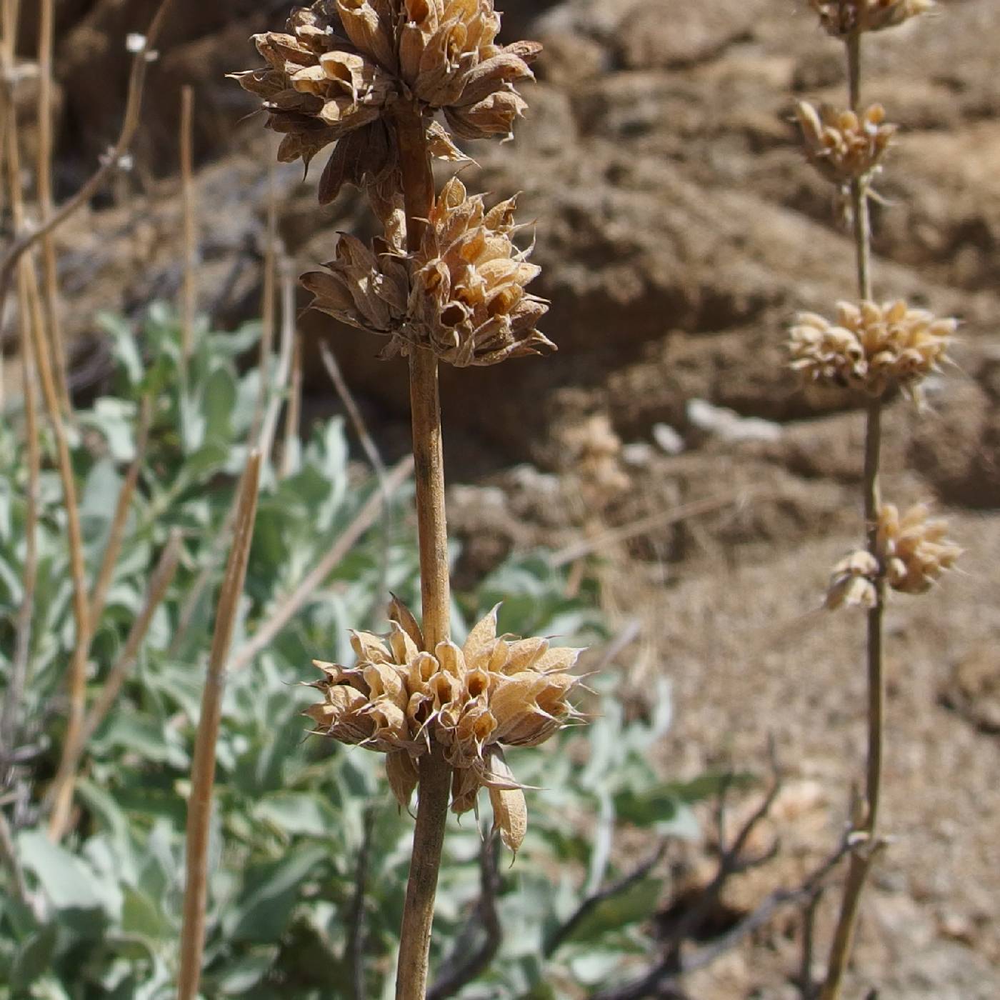 Salvia vaseyi image