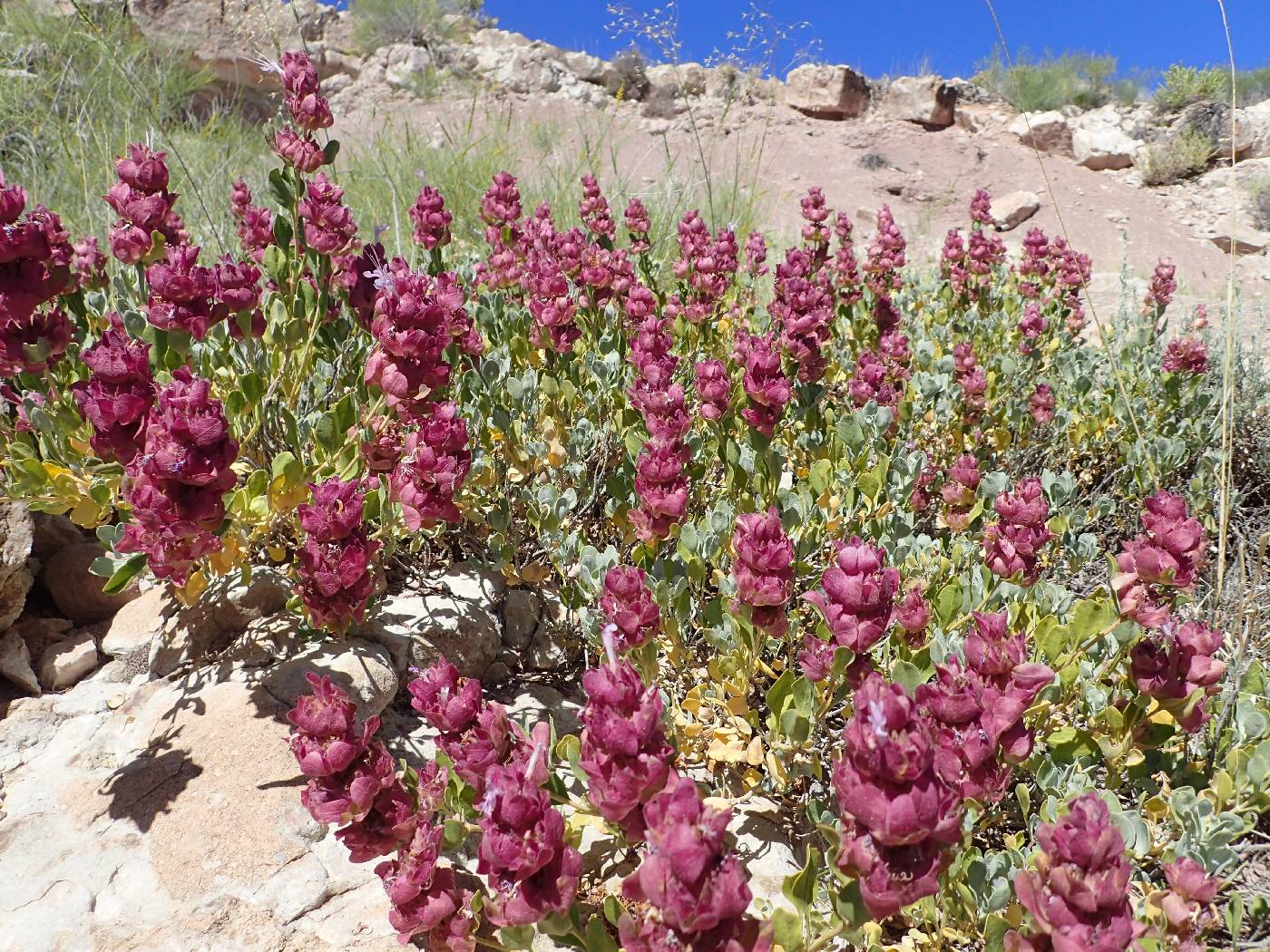 Salvia pachyphylla subsp. eremopictus image