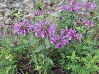 Monarda fistulosa image