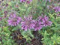 Image of Monarda menthaefolia