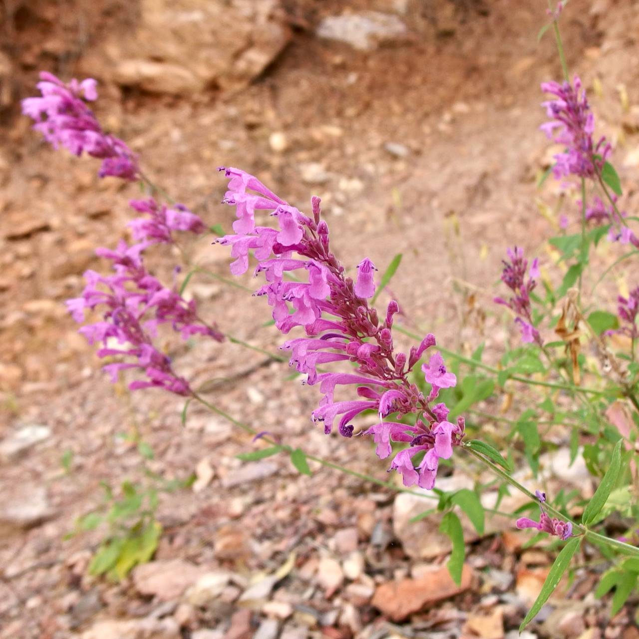 Agastache rupestris x wrightii image