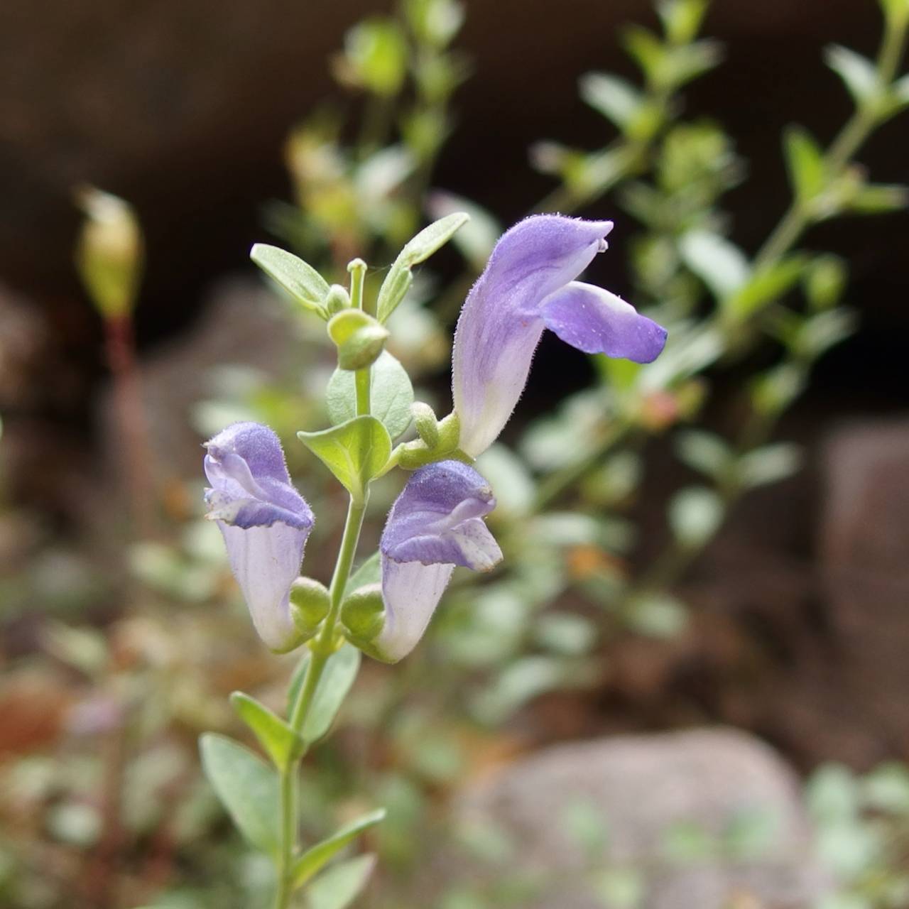 Scutellaria potosina var. tessellata image