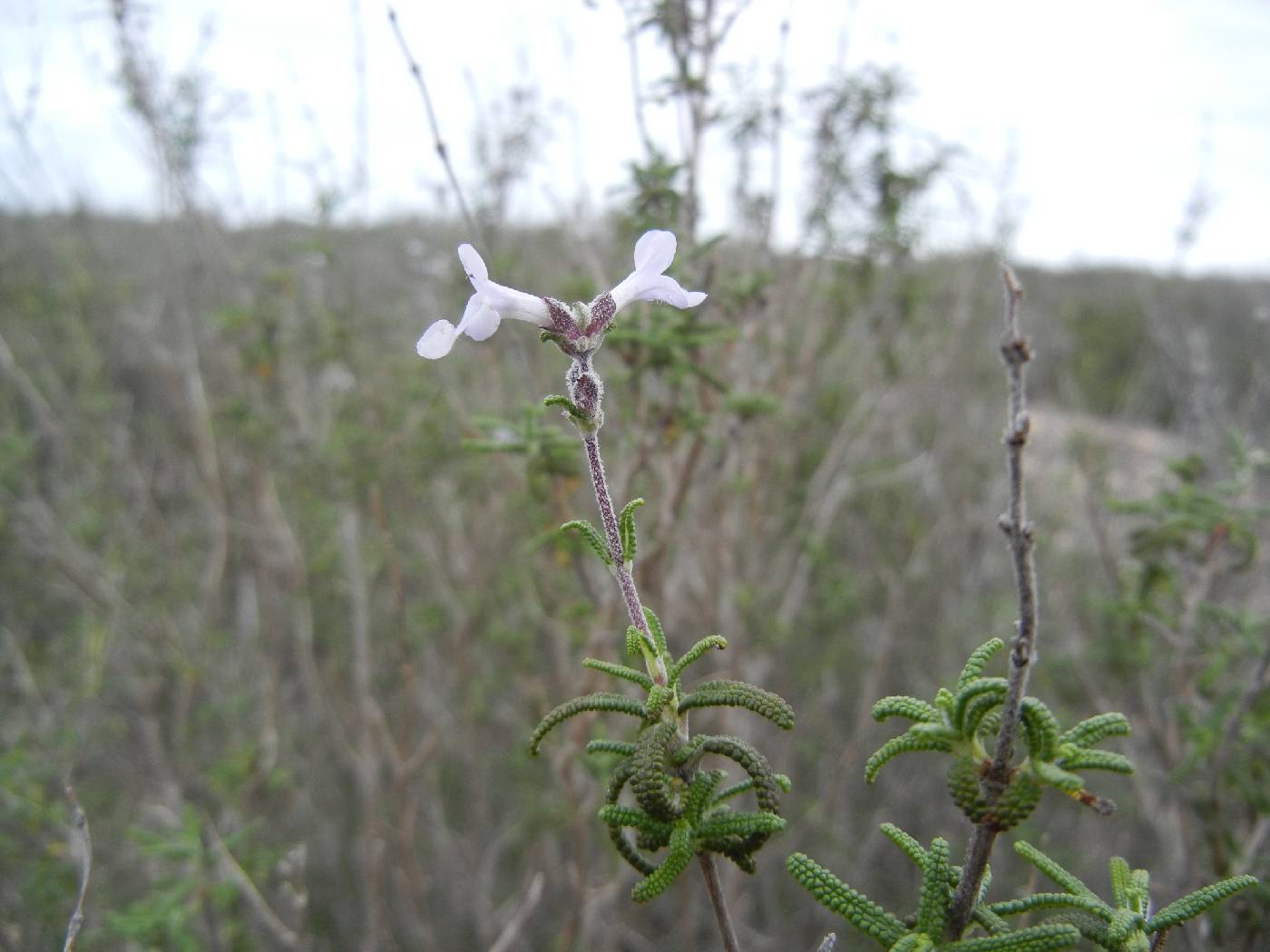 Salvia brandegeei image