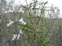 Salvia brandegeei image