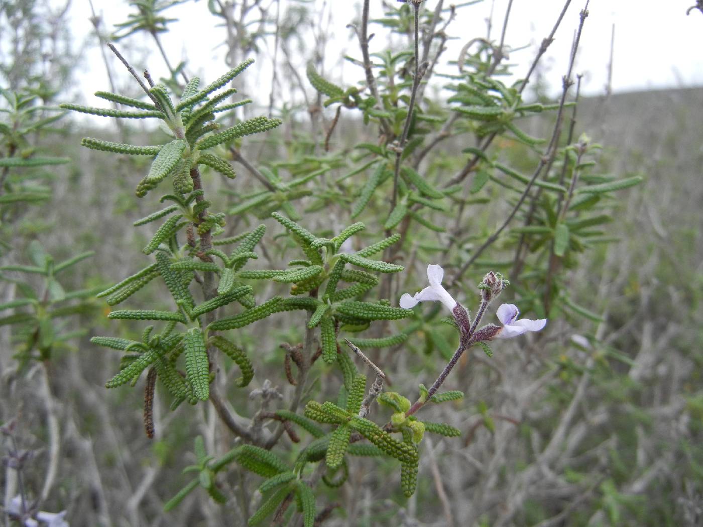 Salvia brandegeei image