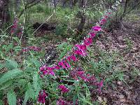 Salvia iodantha image