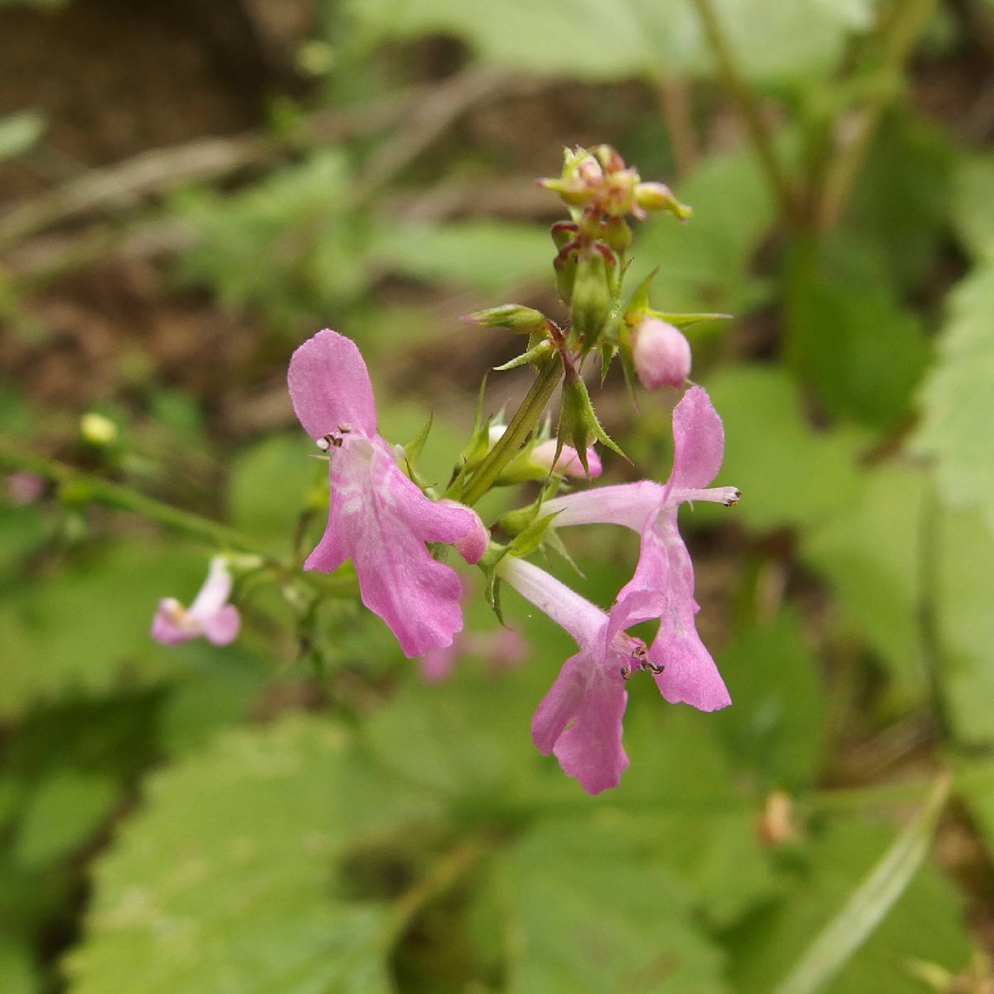 Stachys tenerrima image