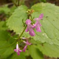 Stachys tenerrima image