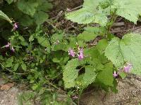 Stachys tenerrima image