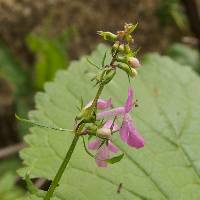 Stachys tenerrima image