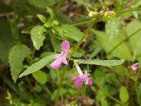 Stachys tenerrima image