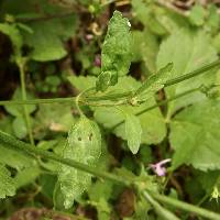 Stachys tenerrima image