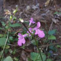 Stachys tenerrima image