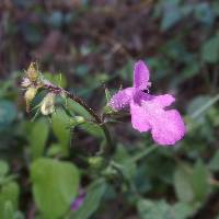 Stachys tenerrima image