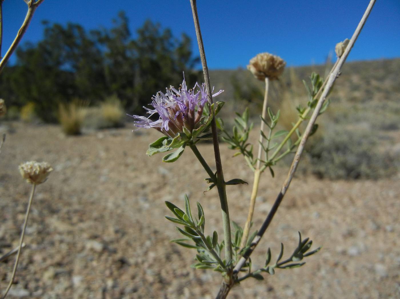 Monardella linoides image