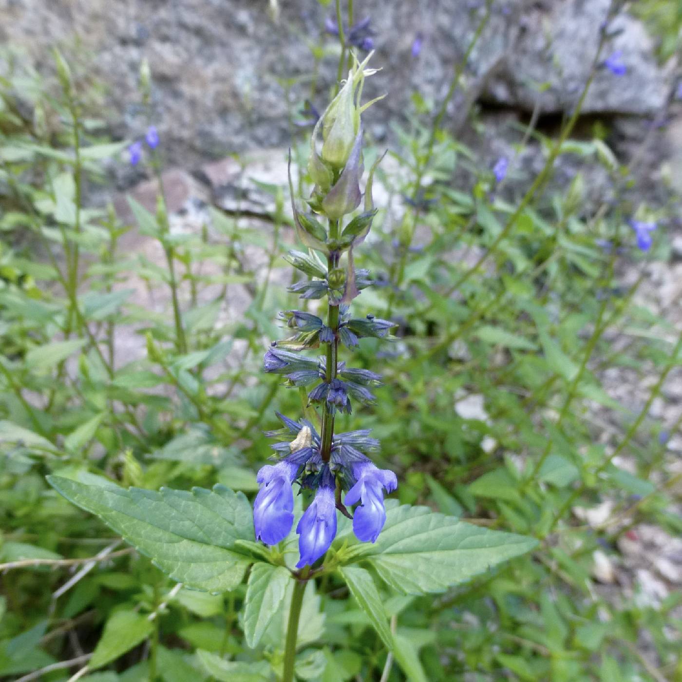 Salvia arizonica image