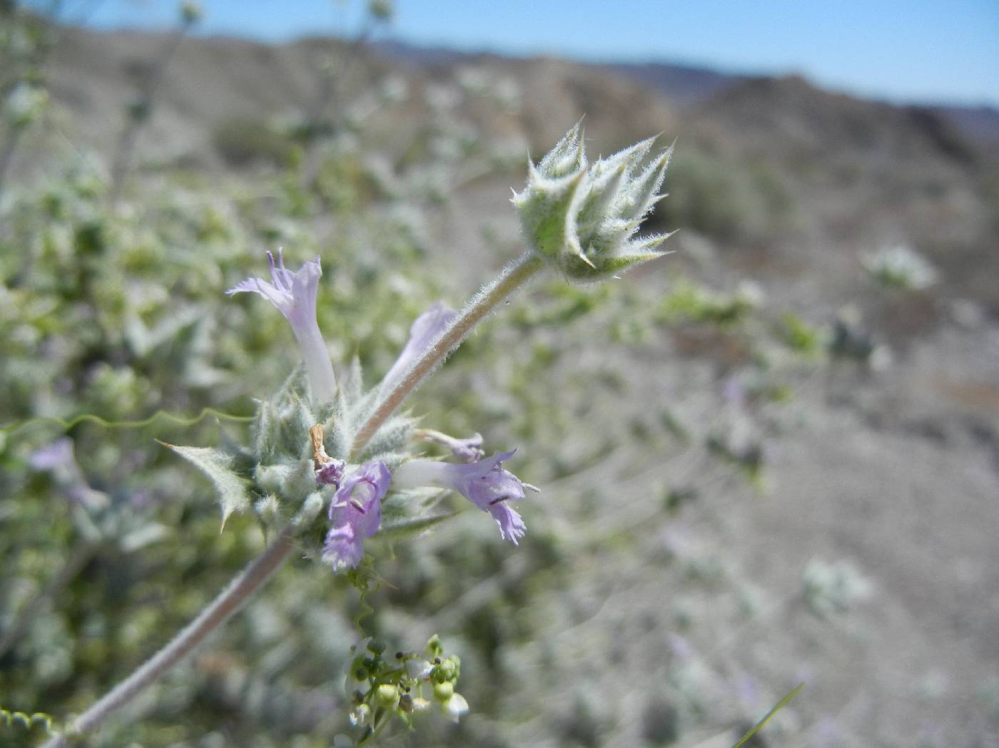 Salvia greatae image