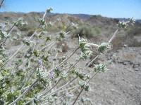 Salvia greatae image