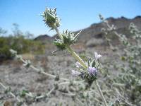 Salvia greatae image