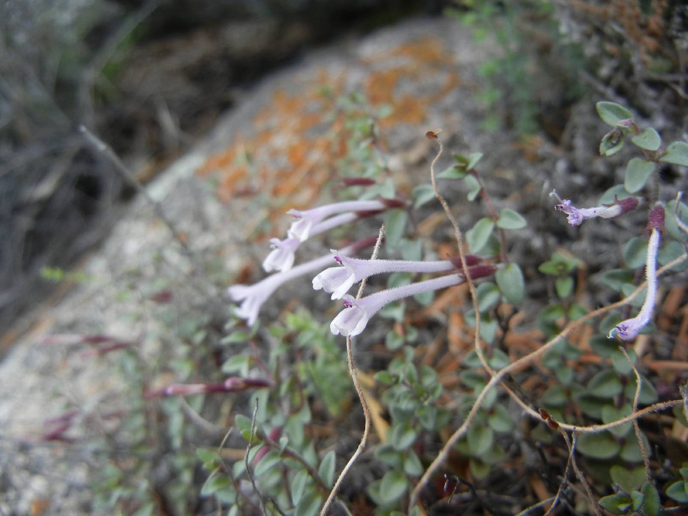 Hedeoma martirensis image