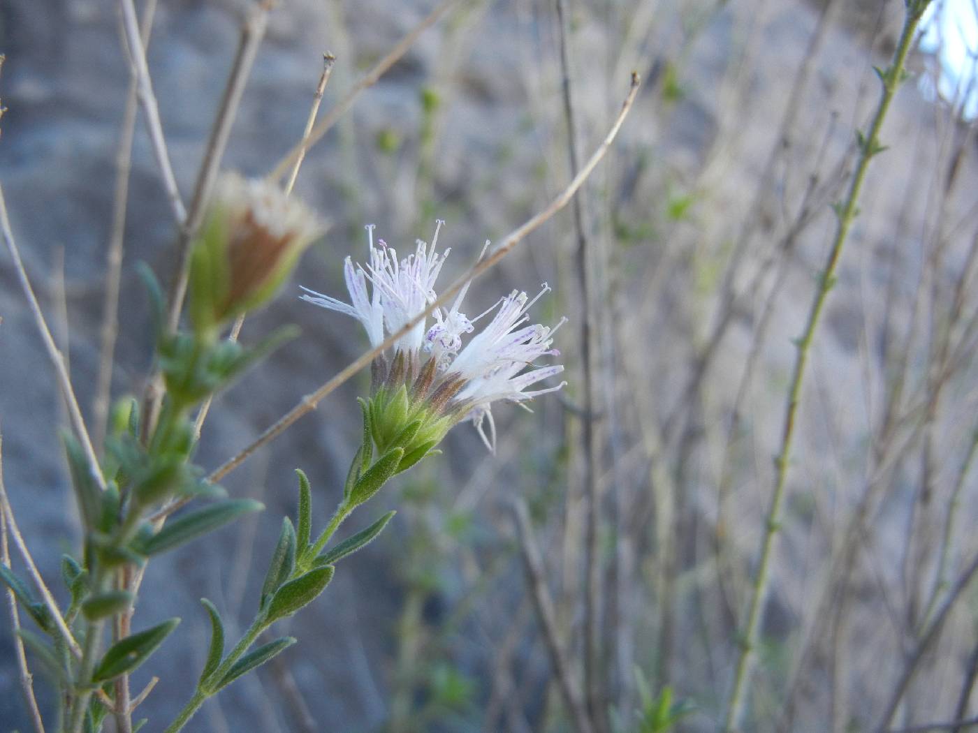 Monardella arizonica image