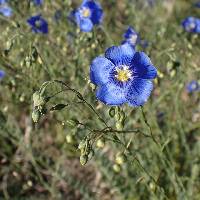 Image of Linum perenne