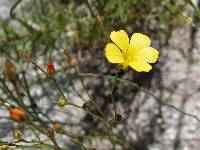 Linum rupestre image