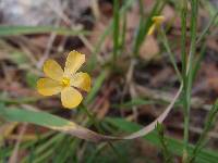 Linum australe image