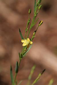 Linum neomexicanum image