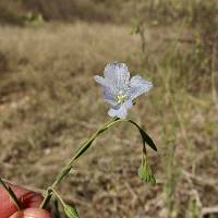 Linum pratense image