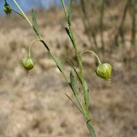 Linum pratense image