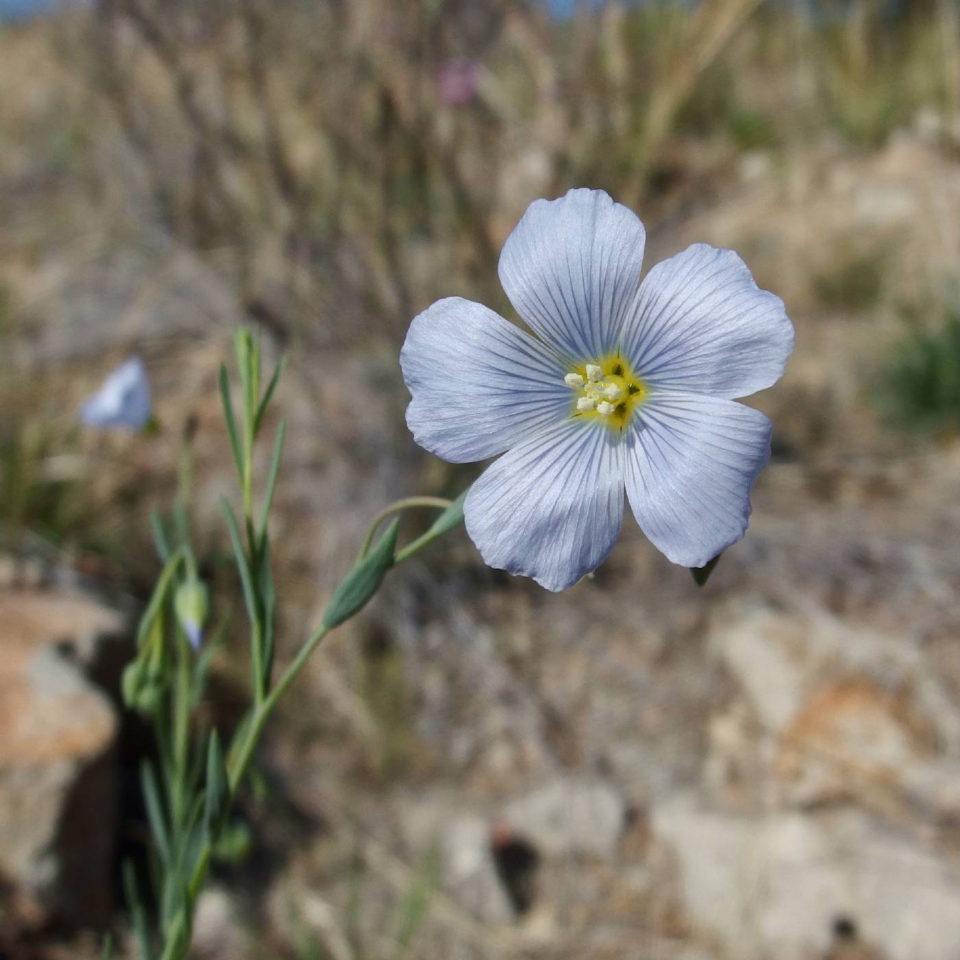 Linum pratense image